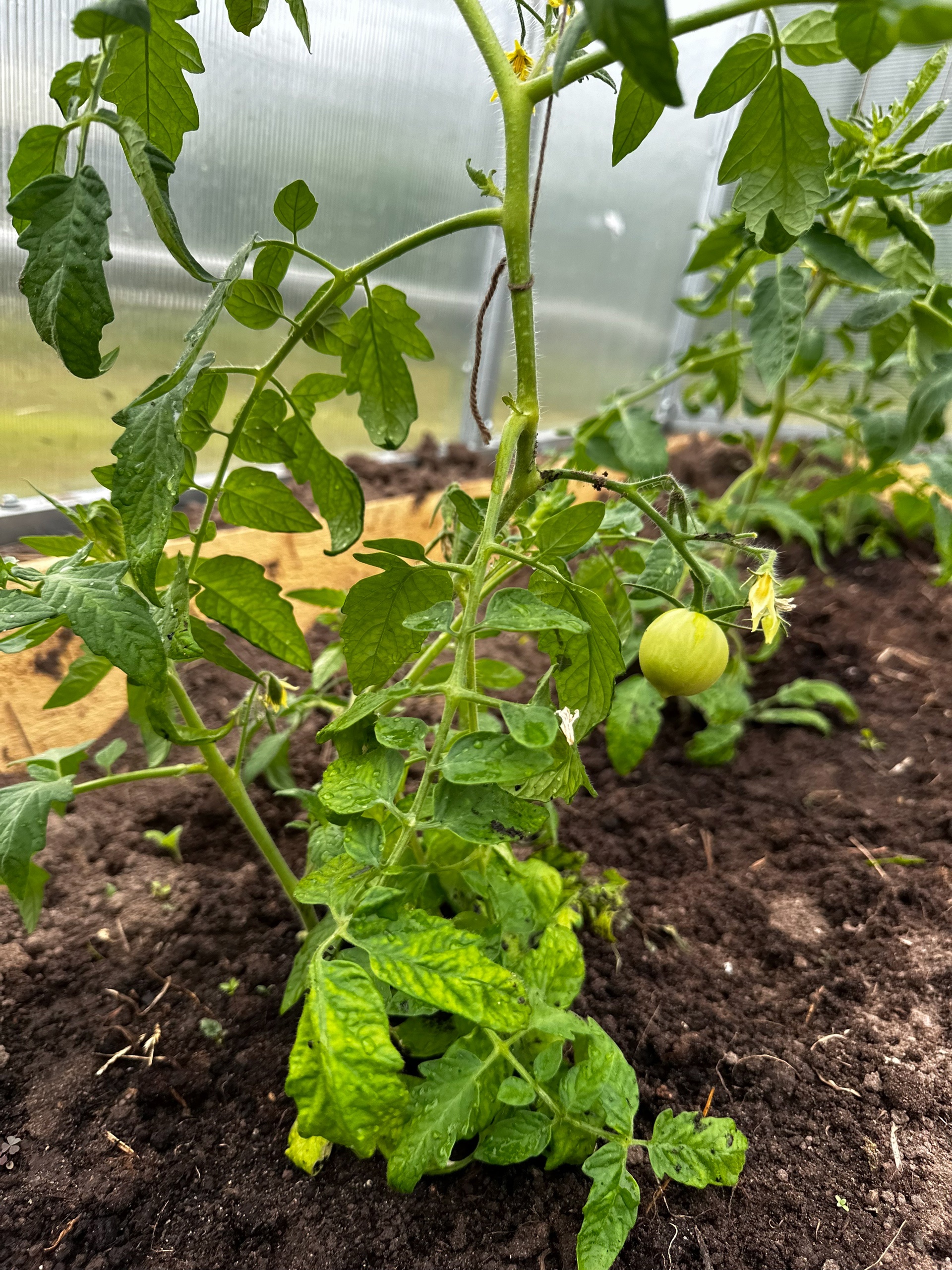 Гарденотерапия